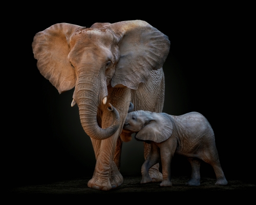 African elephant mother and baby on black background studio photo