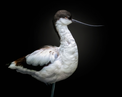 Avocet (Recurvirostra avosetta) on black background studio photo