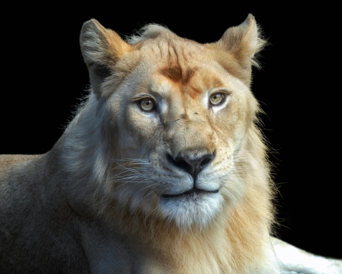Young white lion on black background studio photo