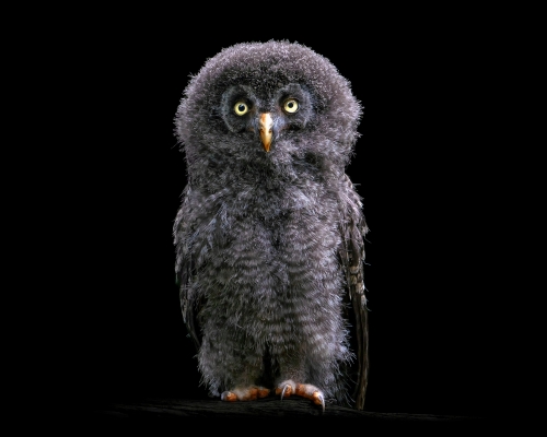 Great grey owl (Strix nebulosa) on black background studio photo