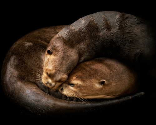 A couple of giant otters (Pteronura brasiliensis) on black background studio photo