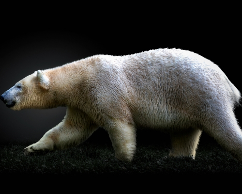 Polar bear (Ursus maritimus) on black background studio photo
