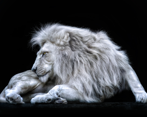Male lion (Panthera leo candidus) on black background studio photo