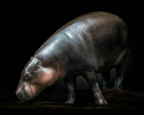 Pygmy hippopotamus (Choeropsis liberiensis) on black background studio photo