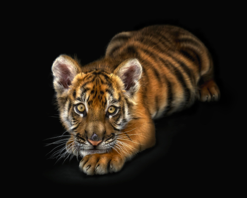 Portrait of a baby tiger staring at the camera, on black background studio photo