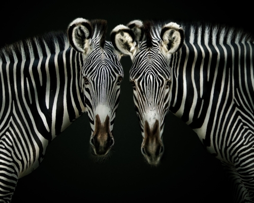 Two zebras on black background studio photo