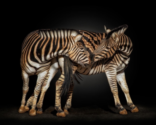 Zebras on black background studio photo