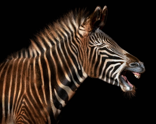Zebra on black background studio photo